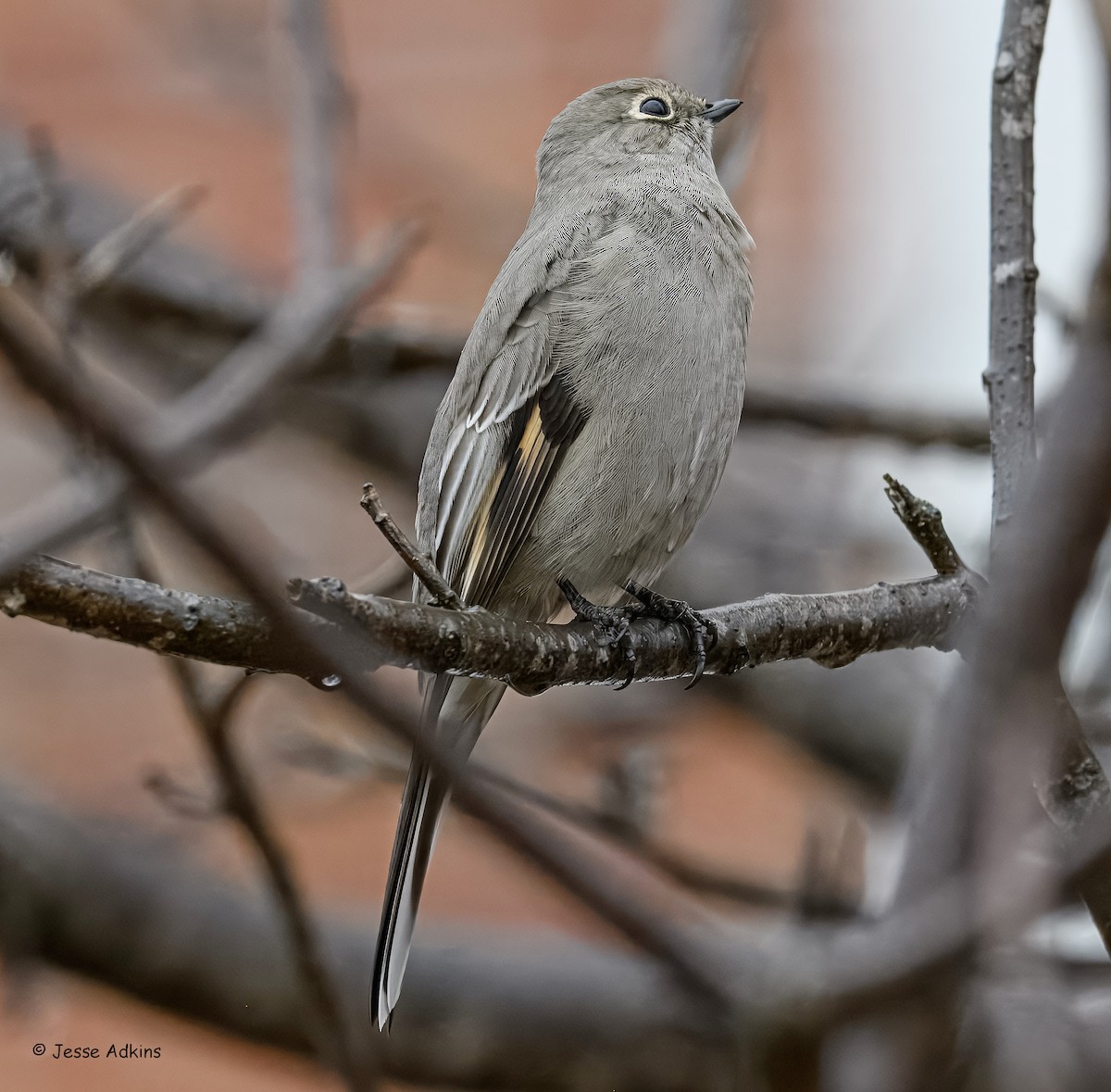 Townsend's Solitaire - ML645865245