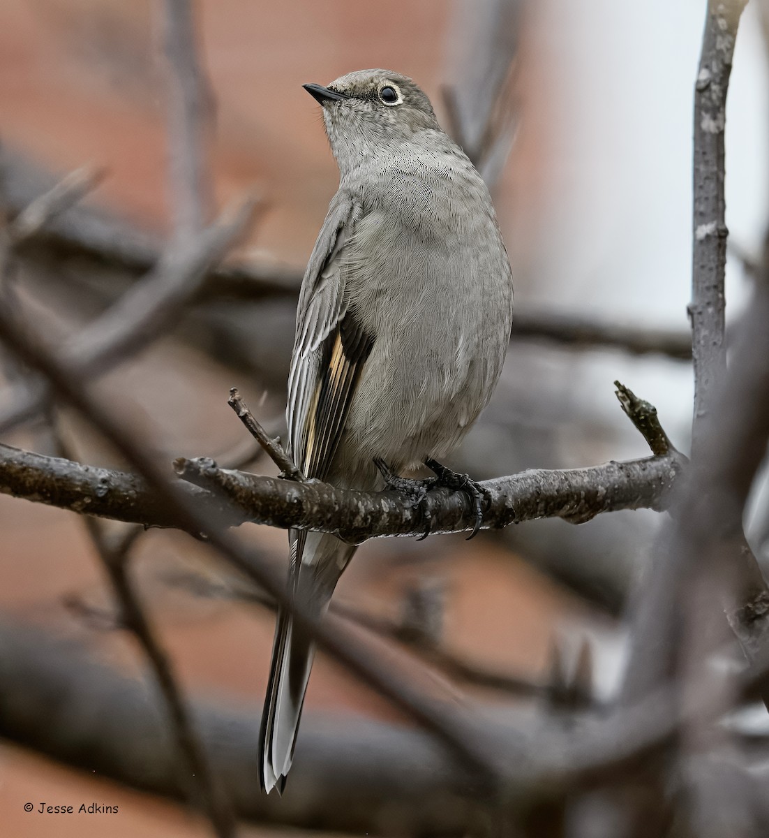 Townsend's Solitaire - ML645865246