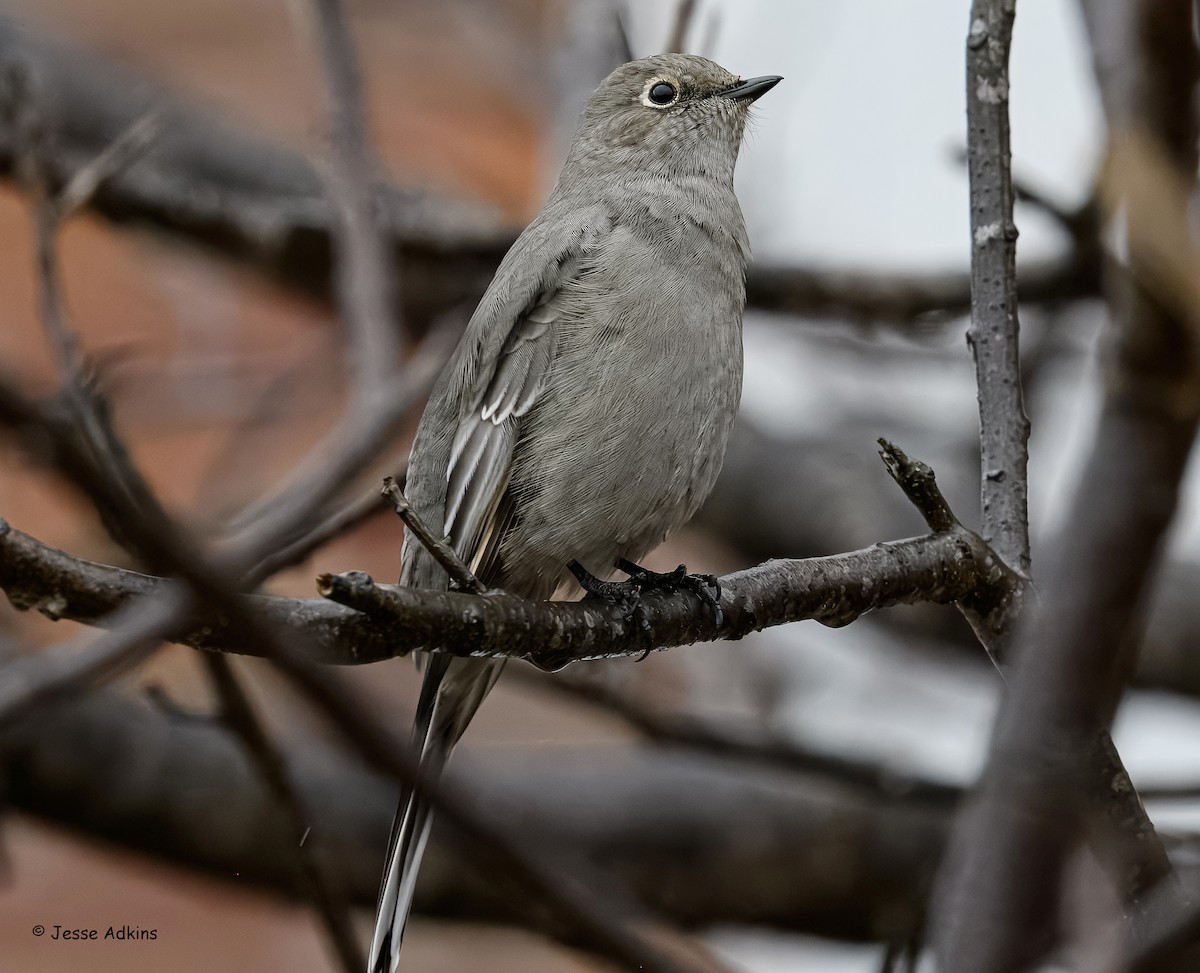 Townsend's Solitaire - ML645865248