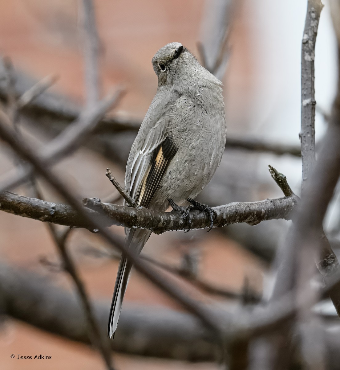 Townsend's Solitaire - ML645865249