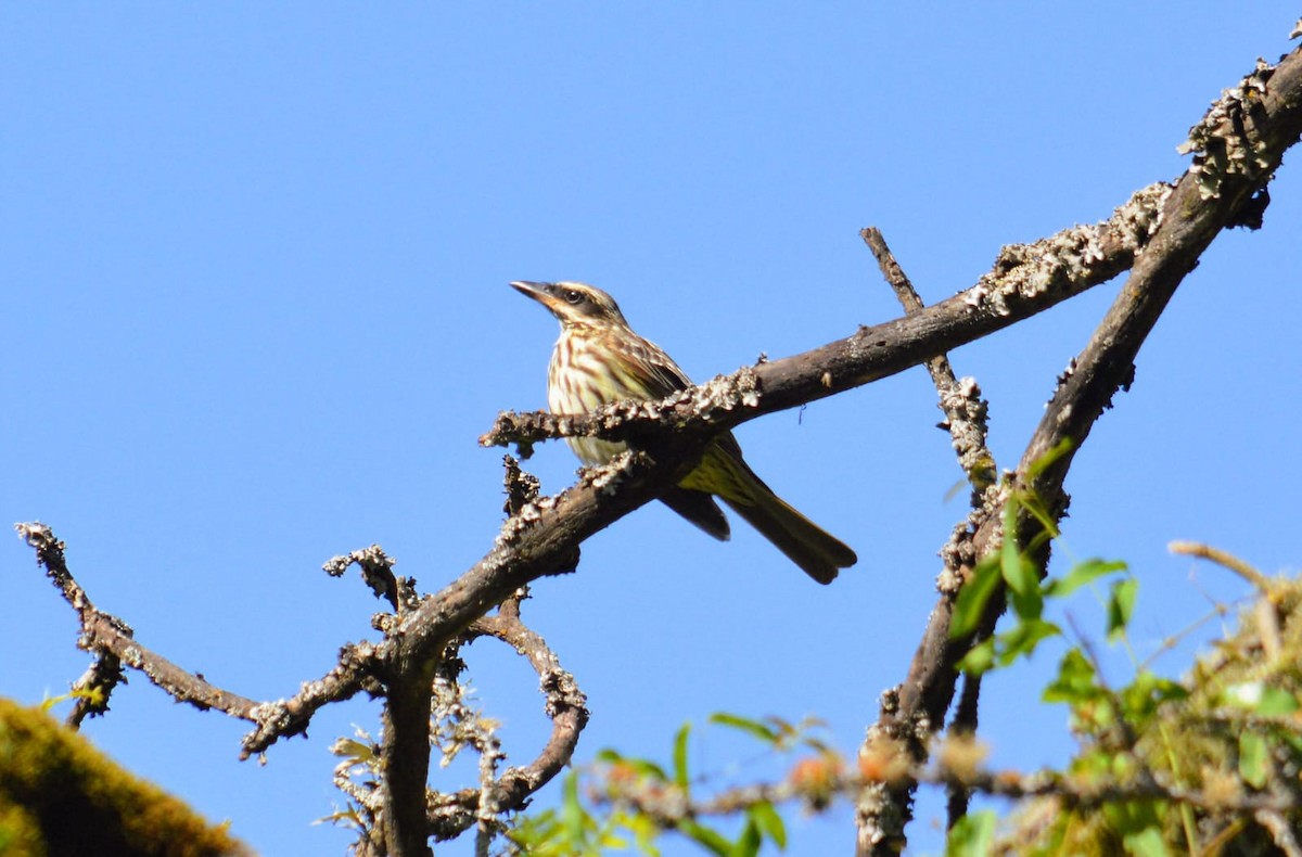 Streaked Flycatcher - ML645865253