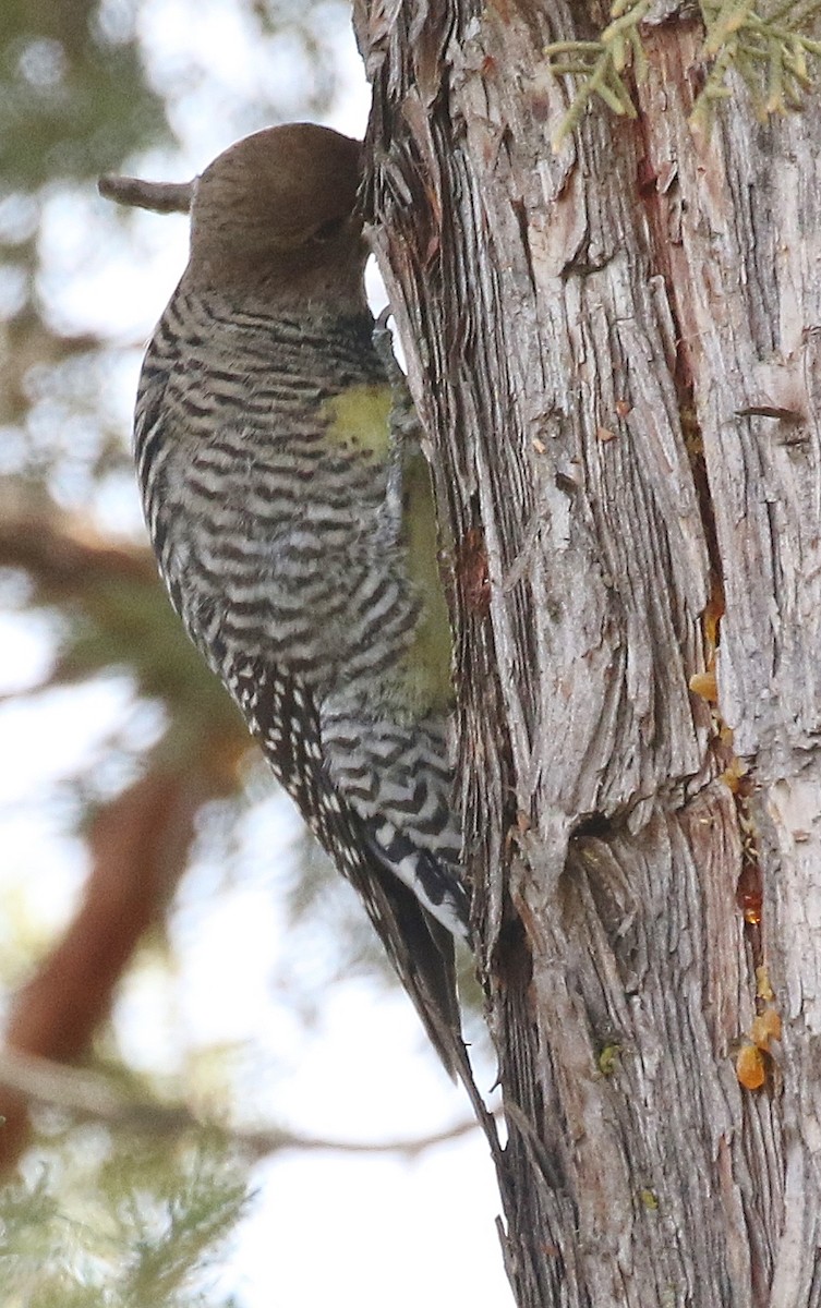 Williamson's Sapsucker - ML645865256