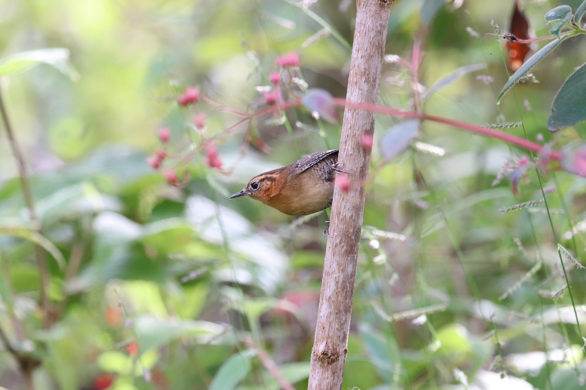 Rufous-browed Wren - ML645865257