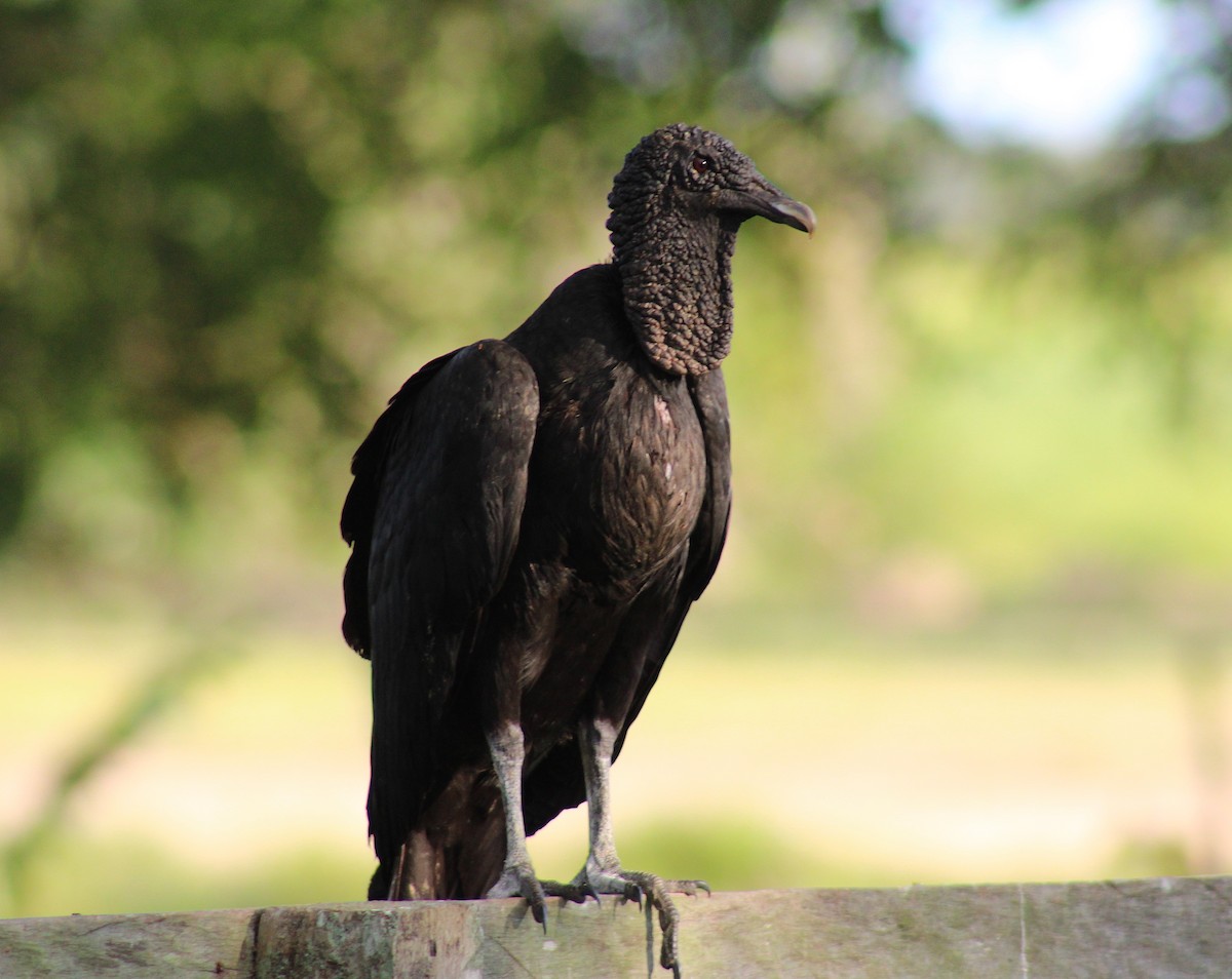 Black Vulture - ML645865258