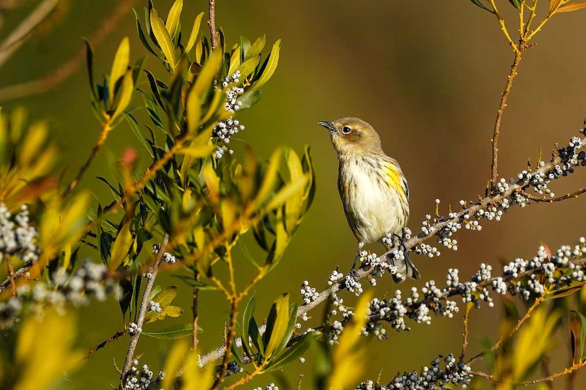 Yellow-rumped Warbler - ML645865264