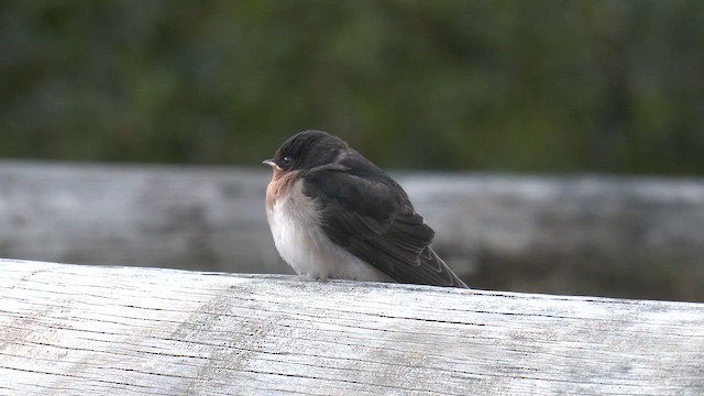 Welcome Swallow - ML645865267