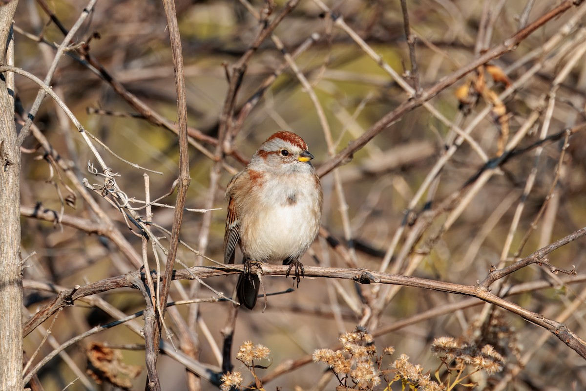 American Tree Sparrow - ML645865271