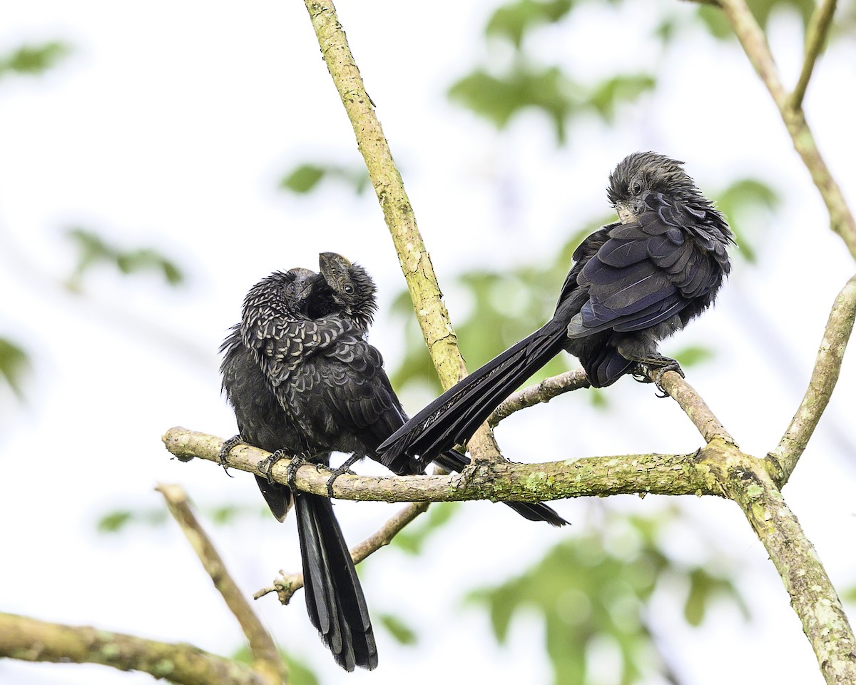 Smooth-billed Ani - ML645865274
