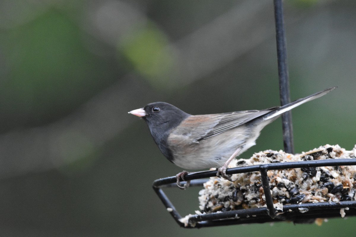 Dark-eyed Junco (Oregon) - ML645865275