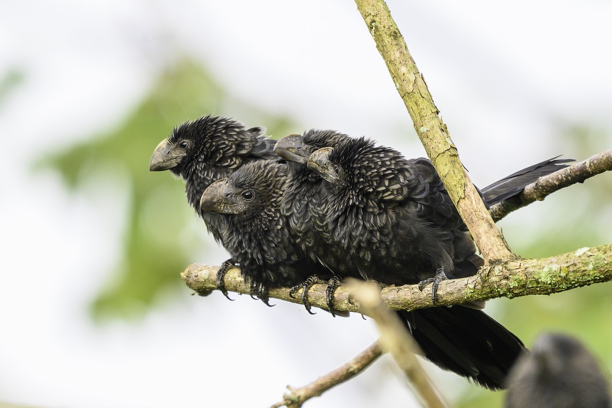 Smooth-billed Ani - ML645865276