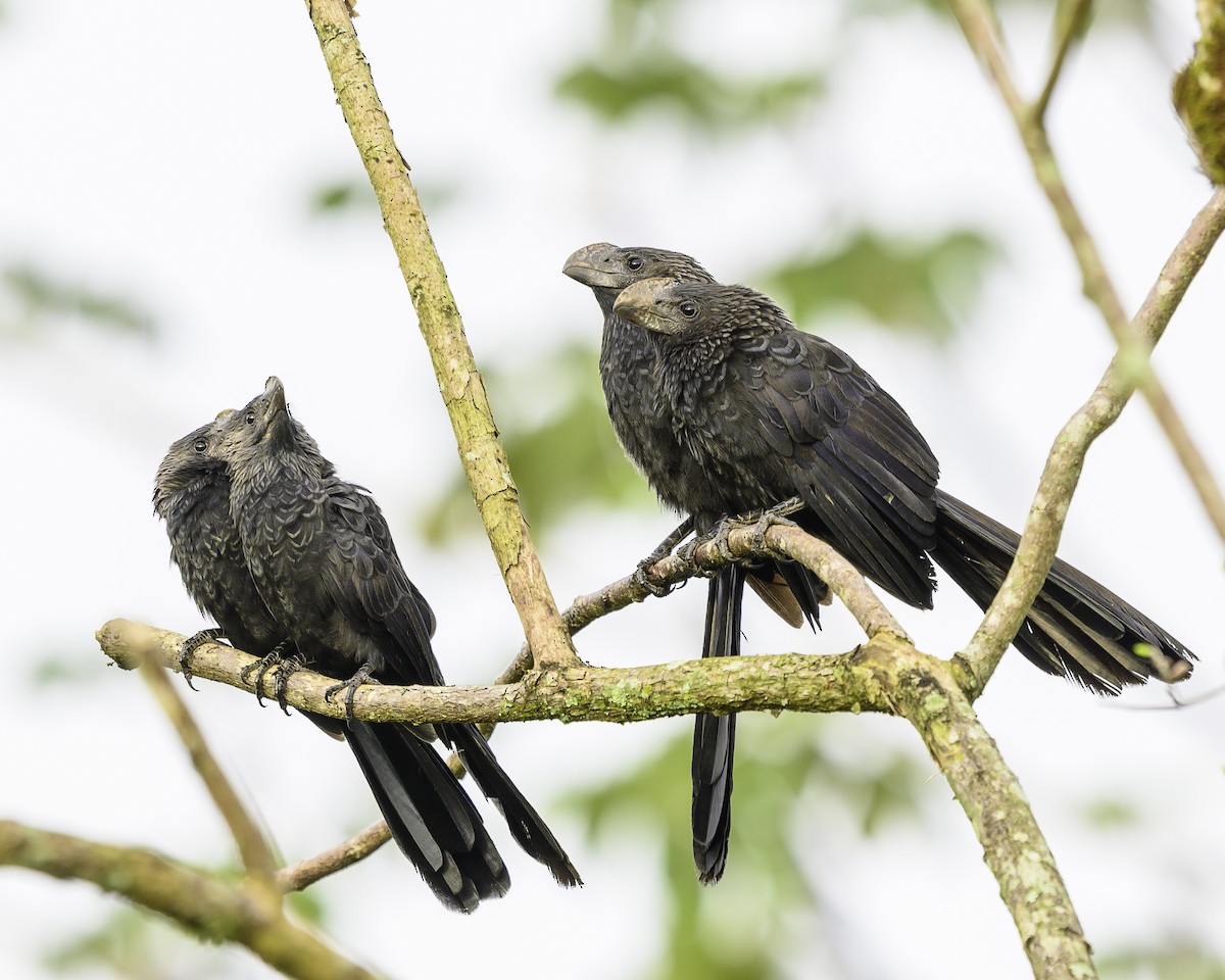 Smooth-billed Ani - ML645865277
