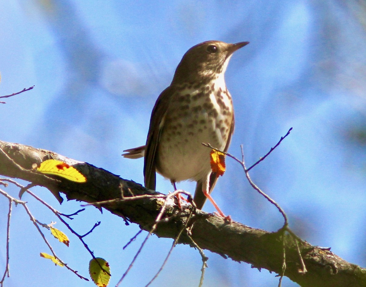 Hermit Thrush - ML645865279