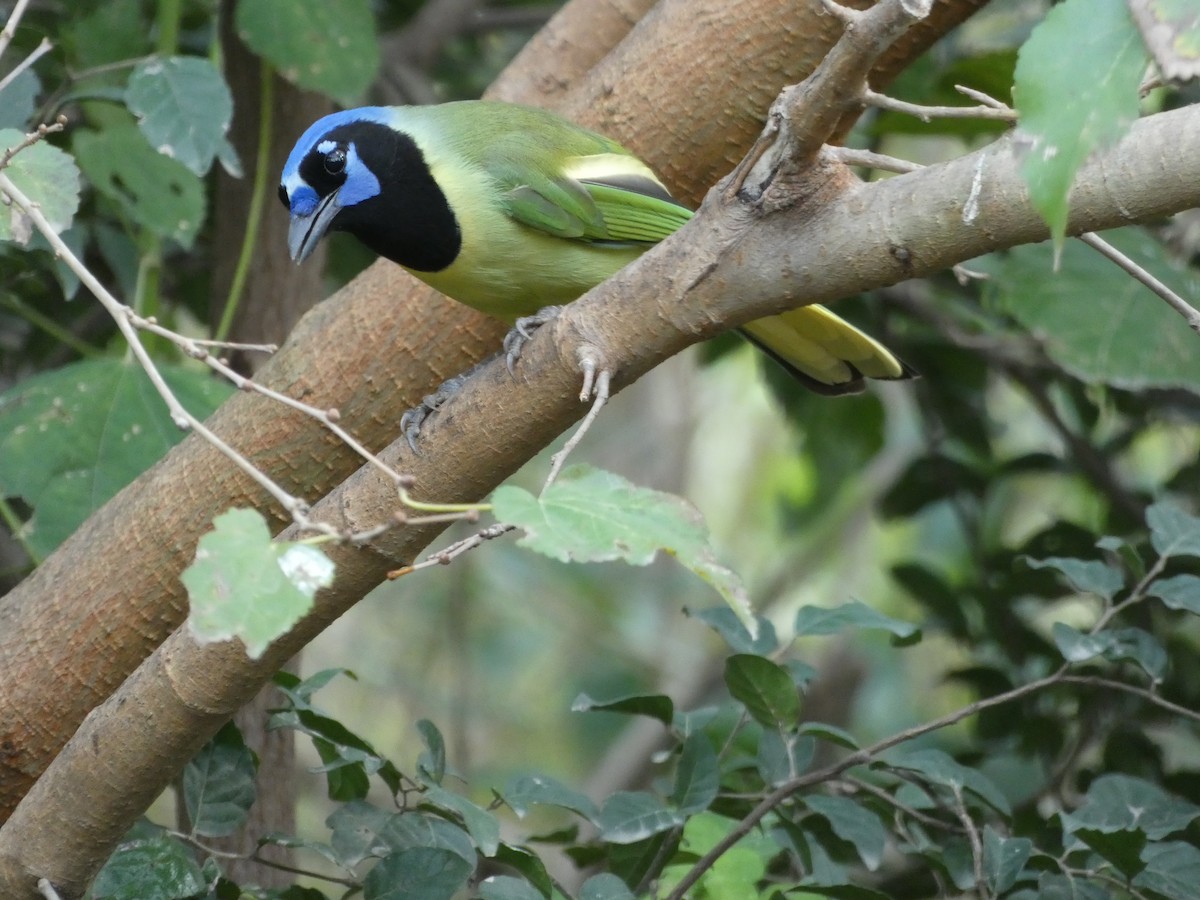 Перуанская сойка - ML645865280