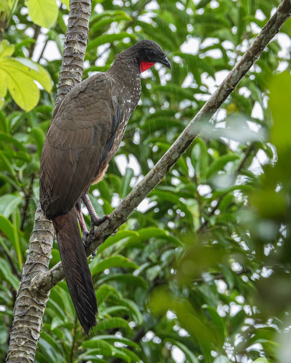 Crested Guan - ML645865281