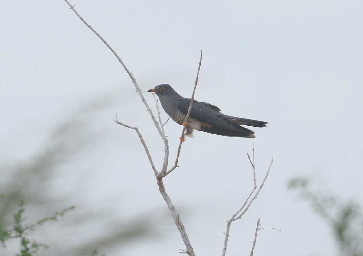 Coucou africain - ML645865282