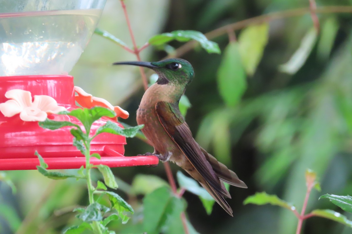 チャムネテリハチドリ - ML645865284