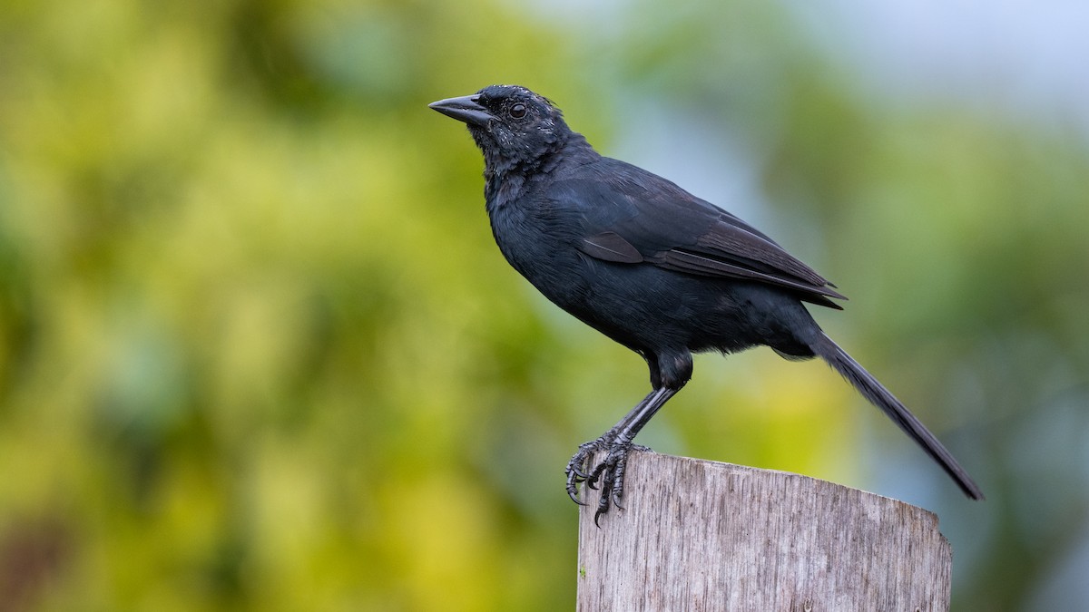 Melodious Blackbird - ML645865286