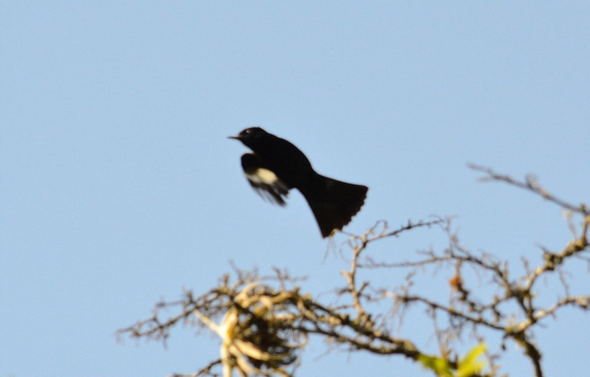 White-winged Black-Tyrant - ML645865299