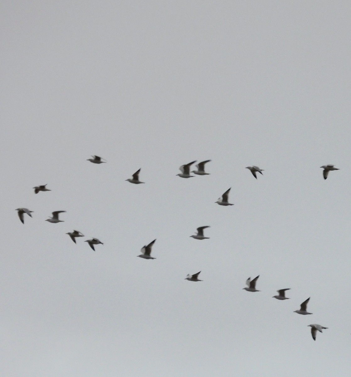 gull sp. - ML645865318