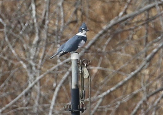 שלדג אמריקני - ML645865342