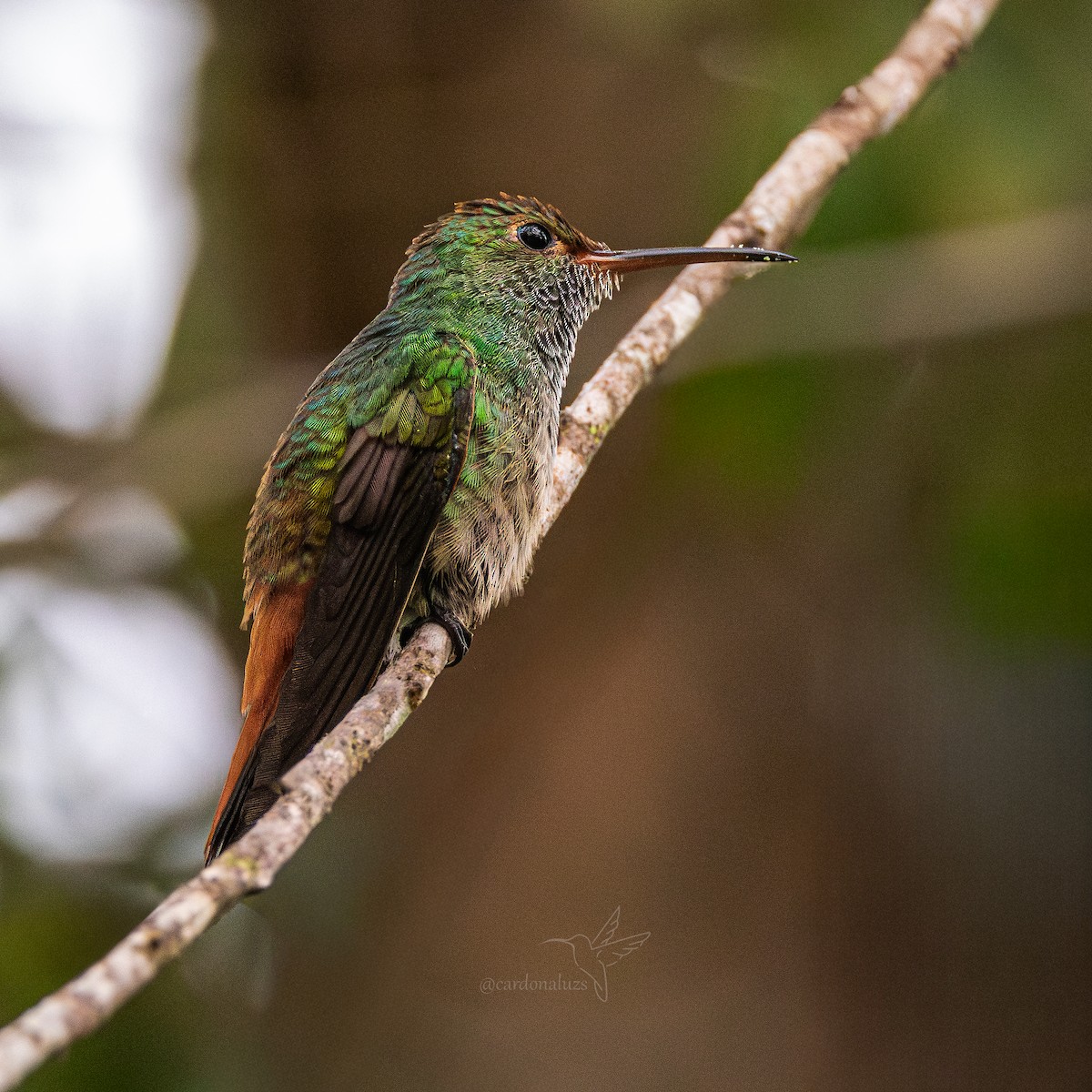 Rufous-tailed Hummingbird - ML645865343