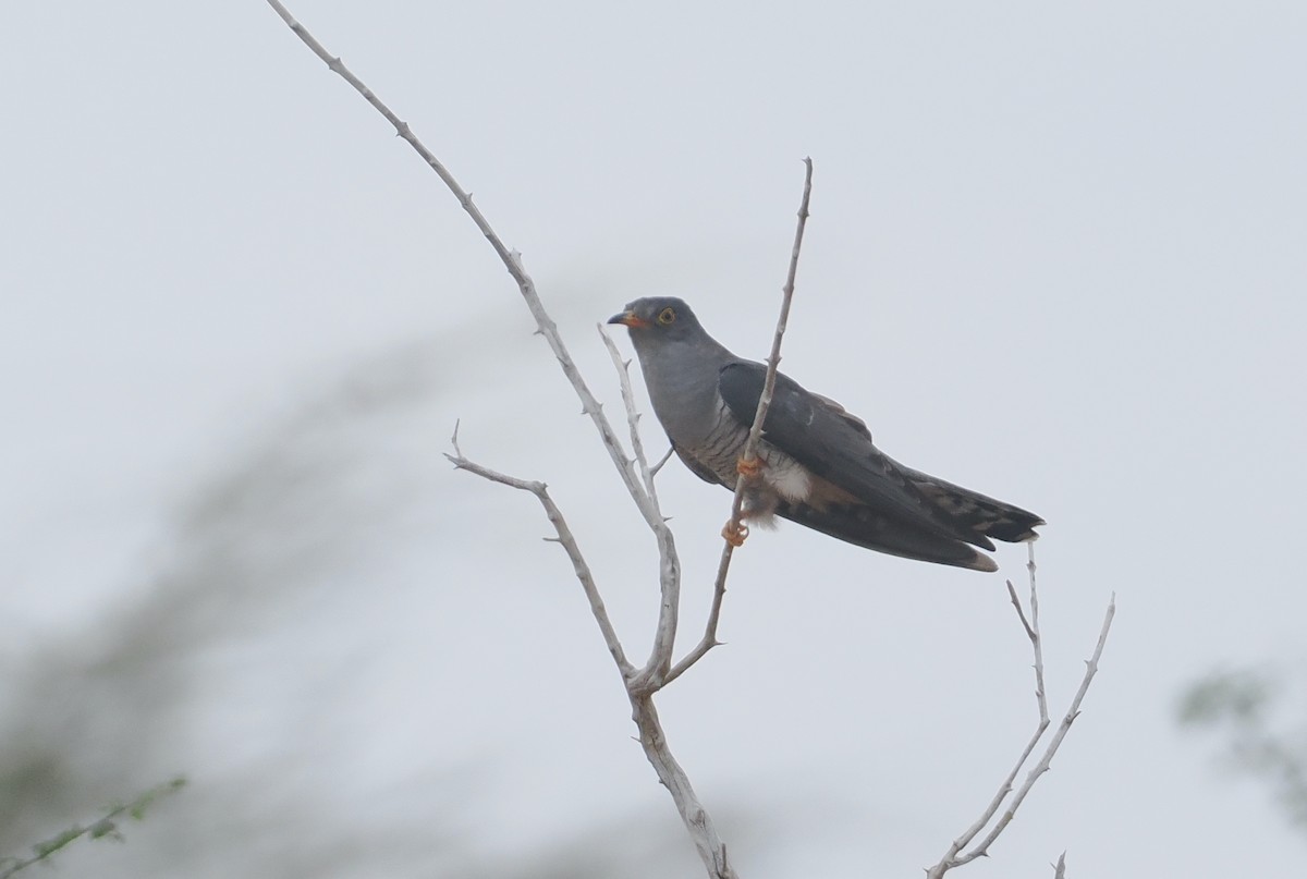 Coucou africain - ML645865344