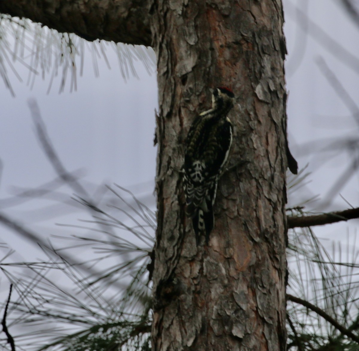 Sarı Karınlı Ağaçkakan - ML645865345
