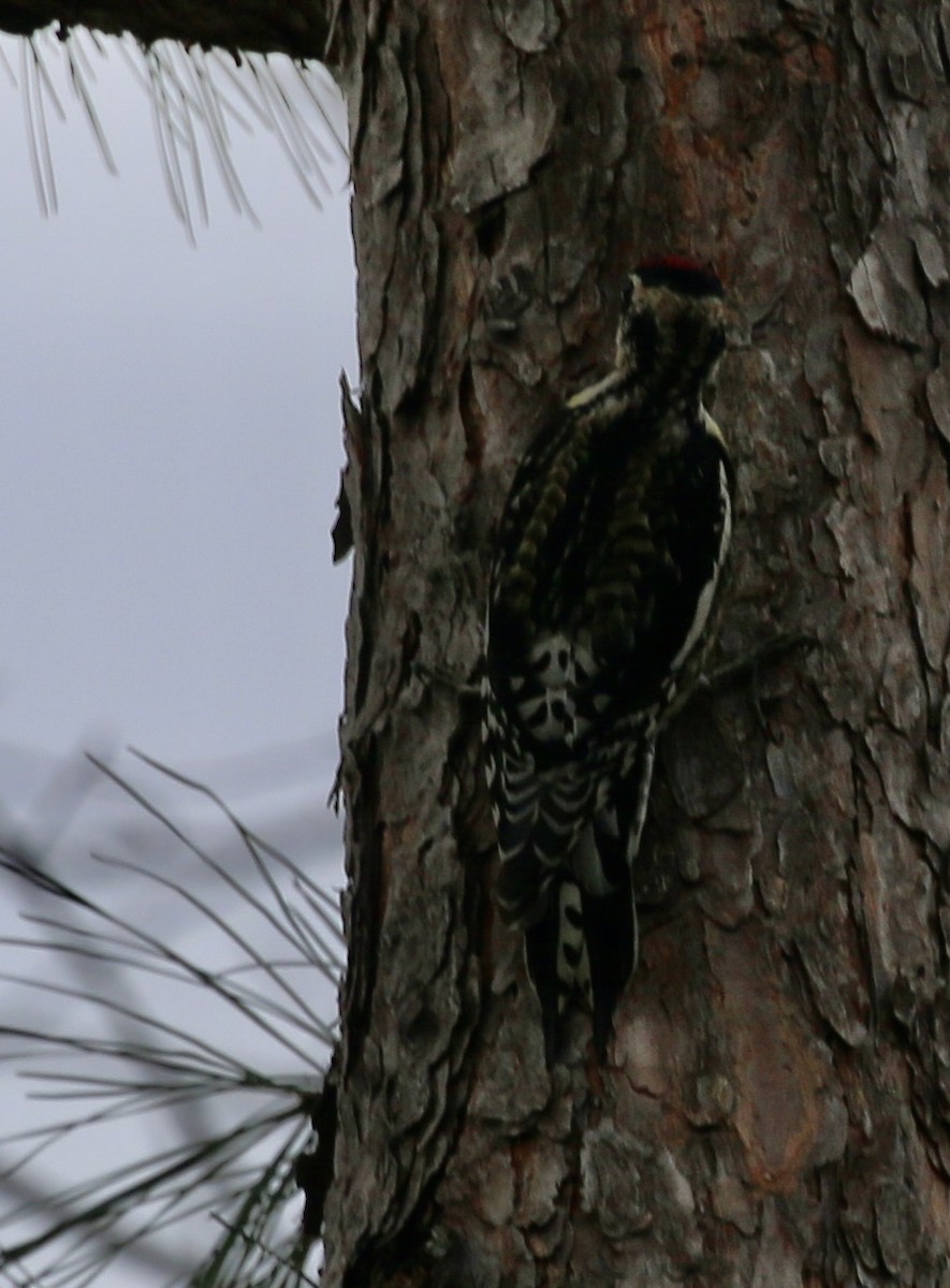 Sarı Karınlı Ağaçkakan - ML645865347