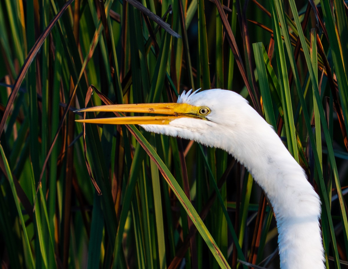 Garceta Grande - ML645865348