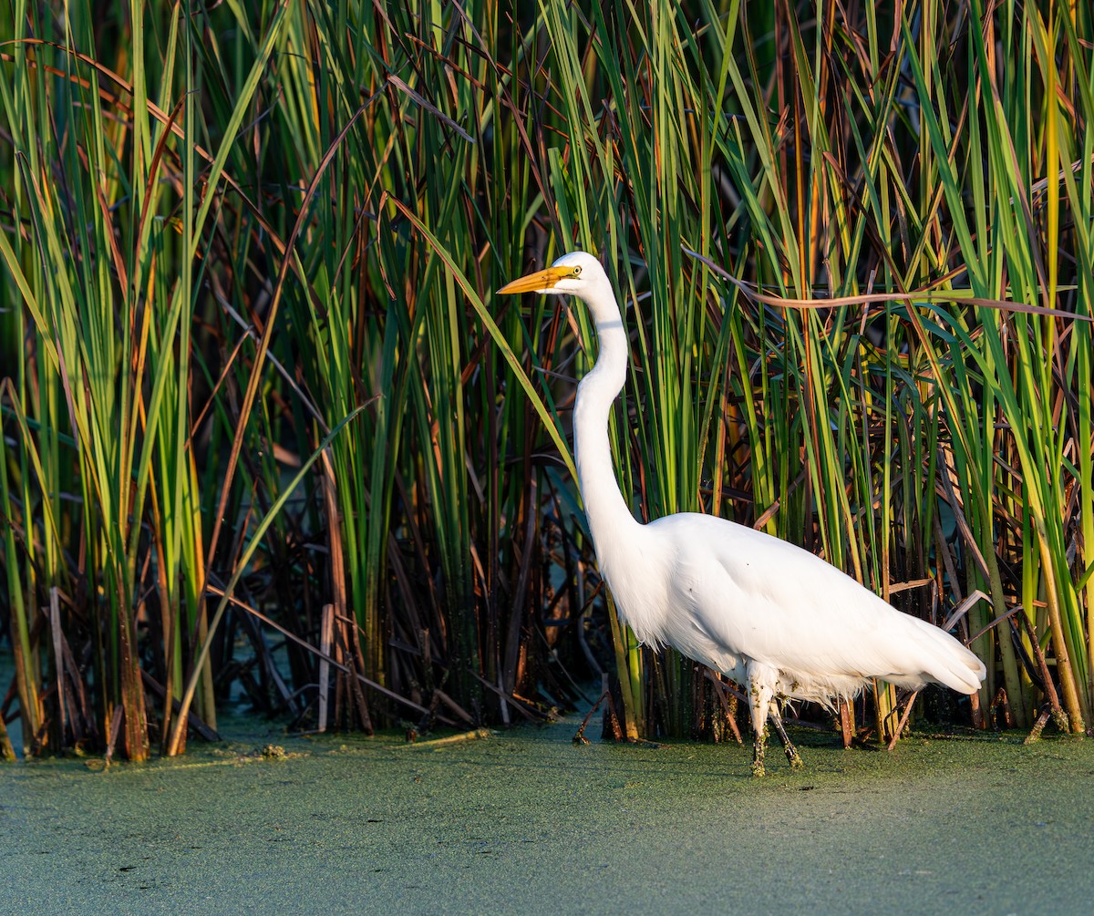 Garceta Grande - ML645865349