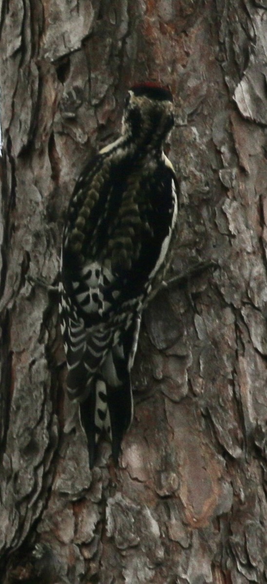 Sarı Karınlı Ağaçkakan - ML645865352