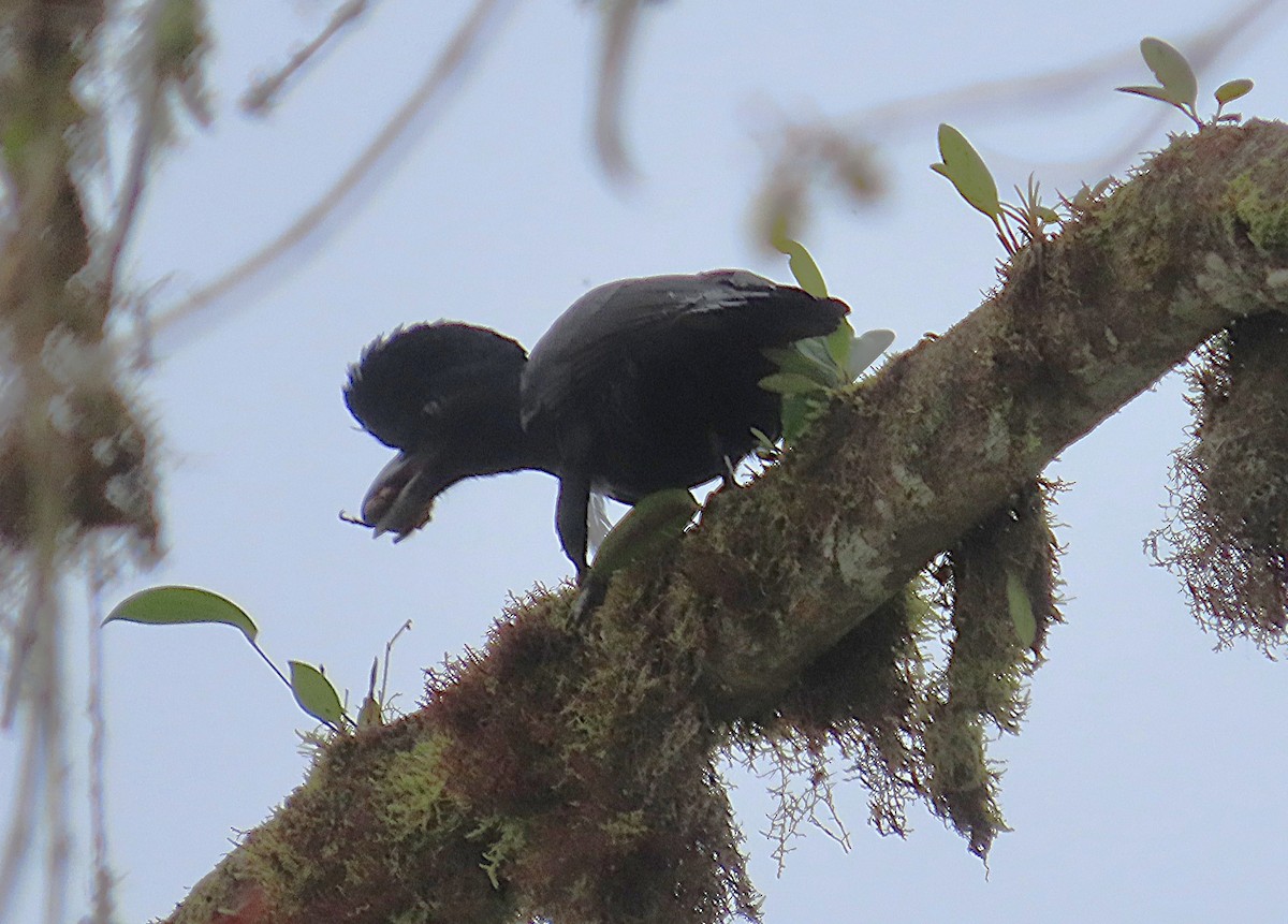 Long-wattled Umbrellabird - ML645865359