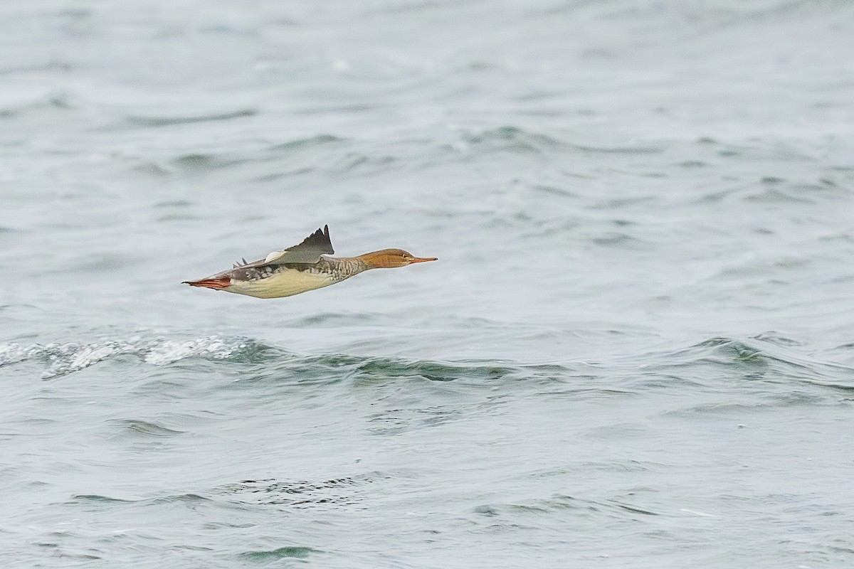 Zerra ertaina - ML645865360