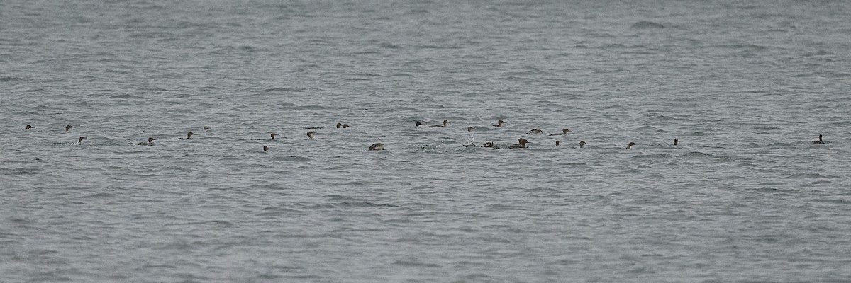 Zerra ertaina - ML645865361