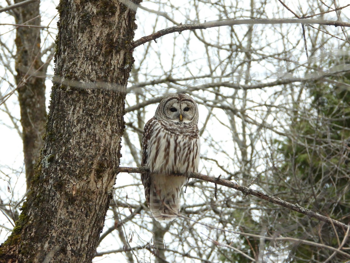 Barred Owl - ML645865362