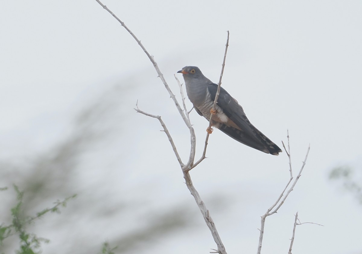 Coucou africain - ML645865364