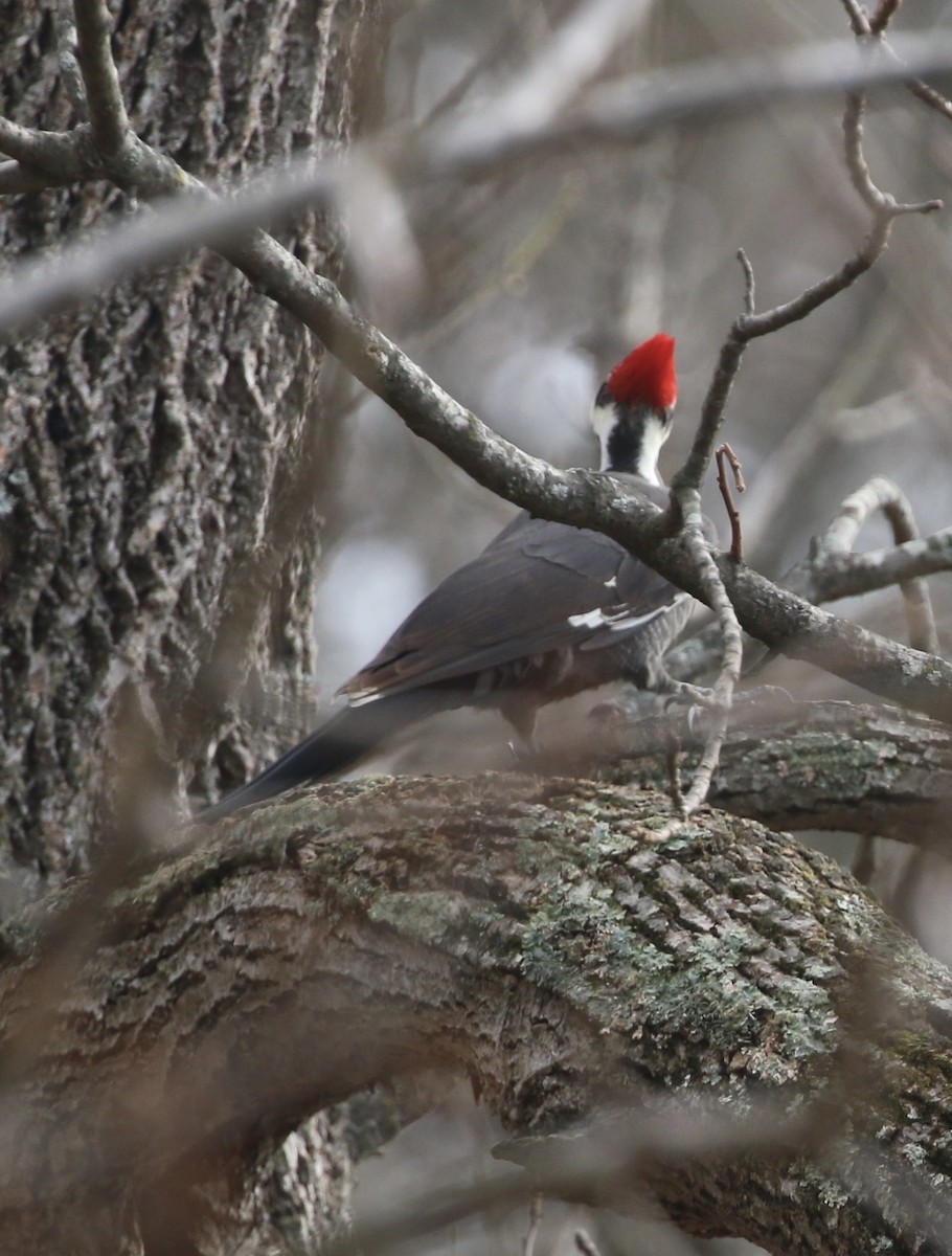 Жовна північна - ML645865370