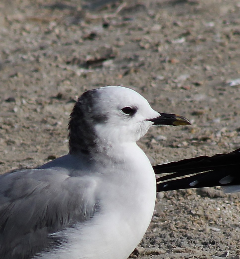 Sabine's Gull - ML645865372