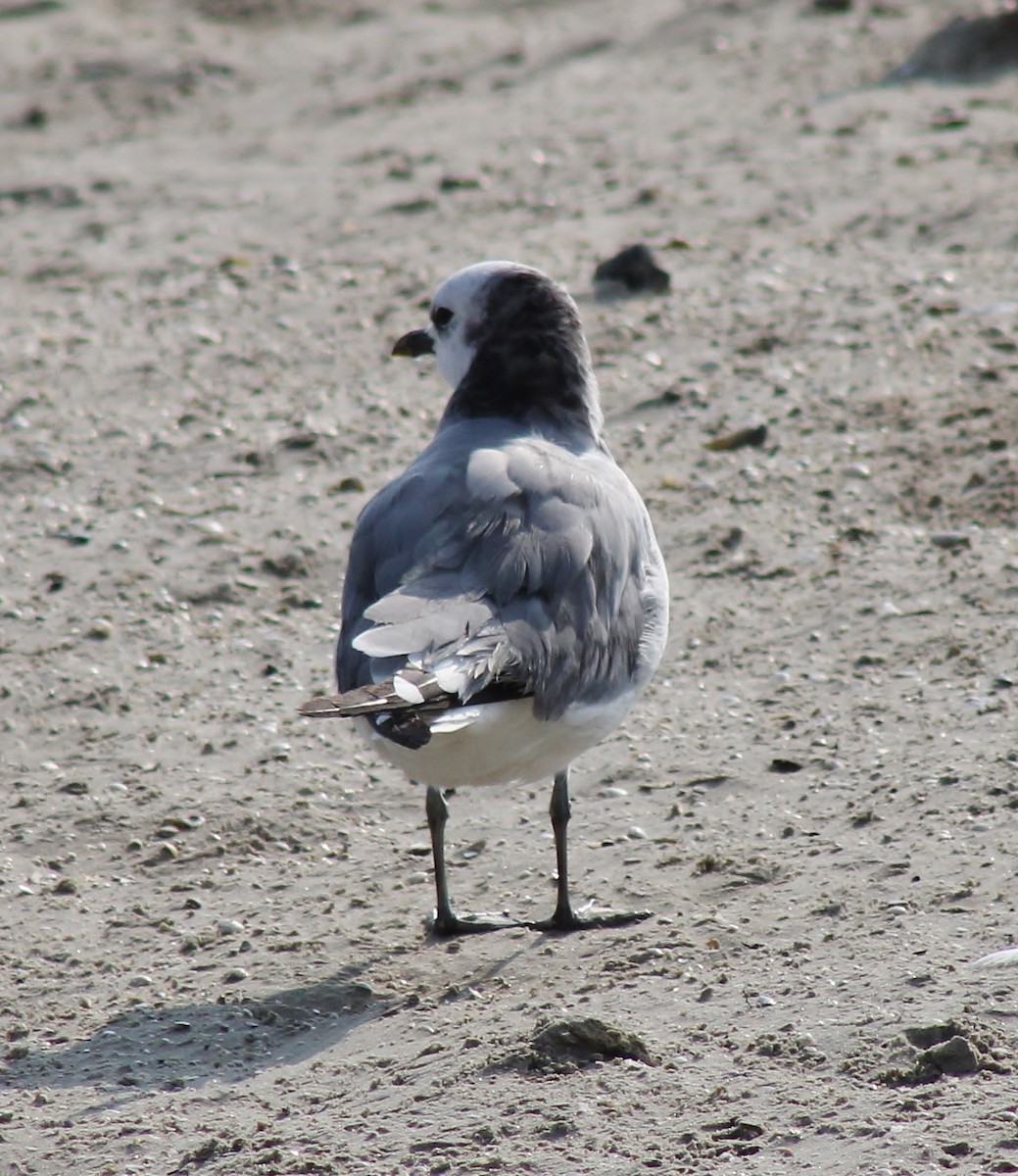 Sabine's Gull - ML645865373
