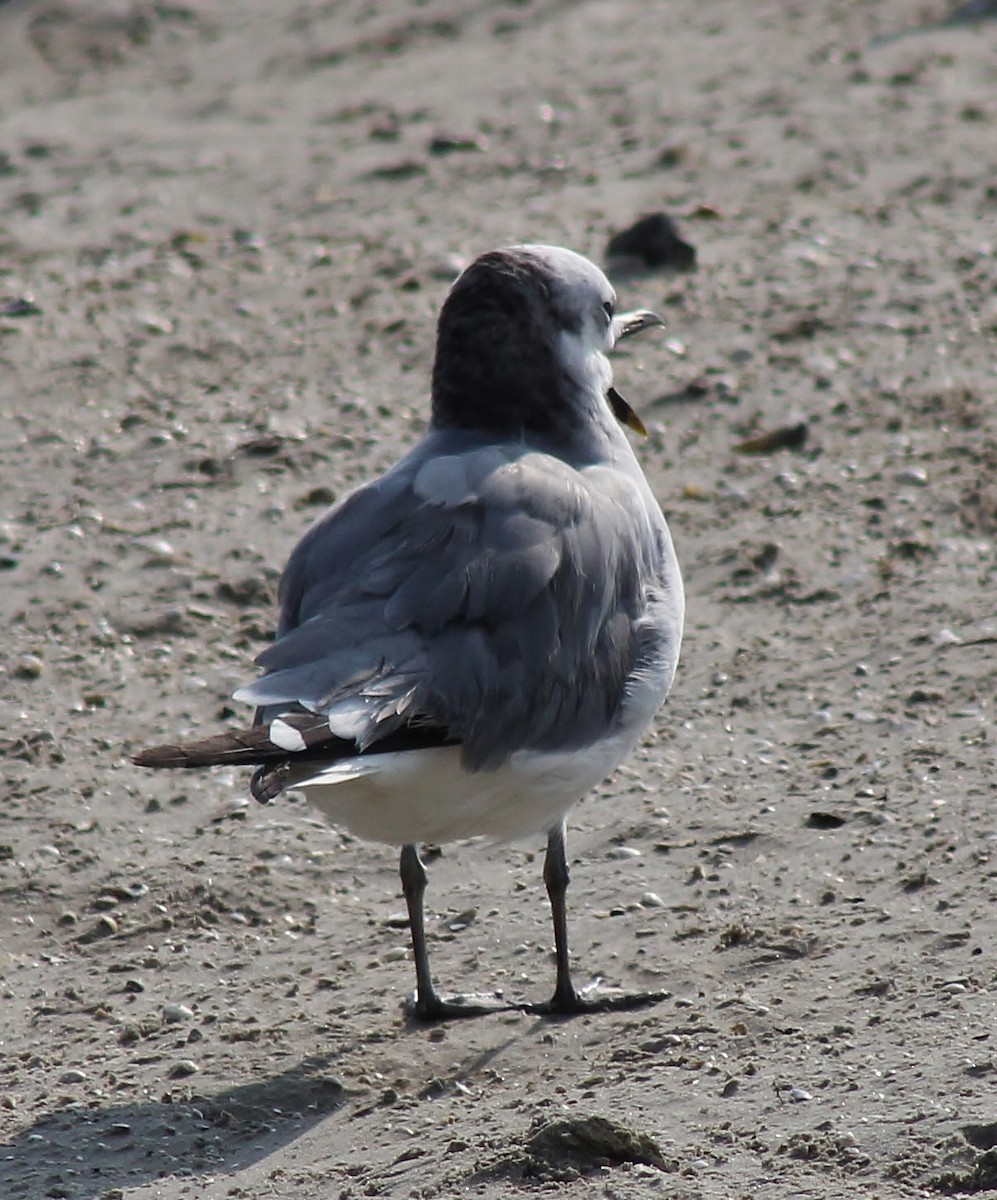 Sabine's Gull - ML645865374