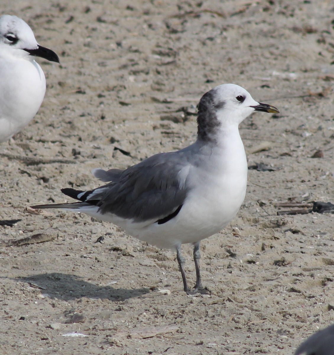 Sabine's Gull - ML645865375