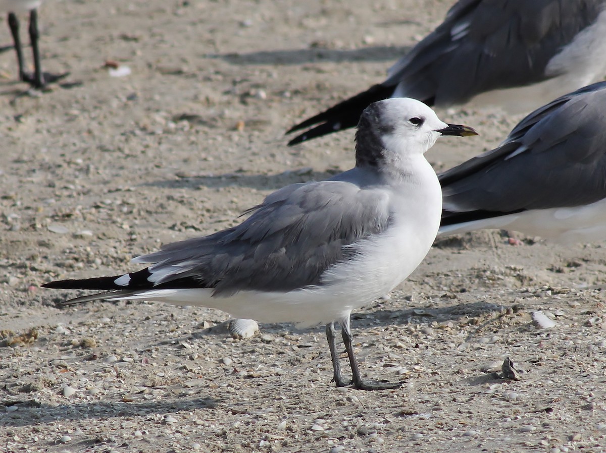 Sabine's Gull - ML645865376