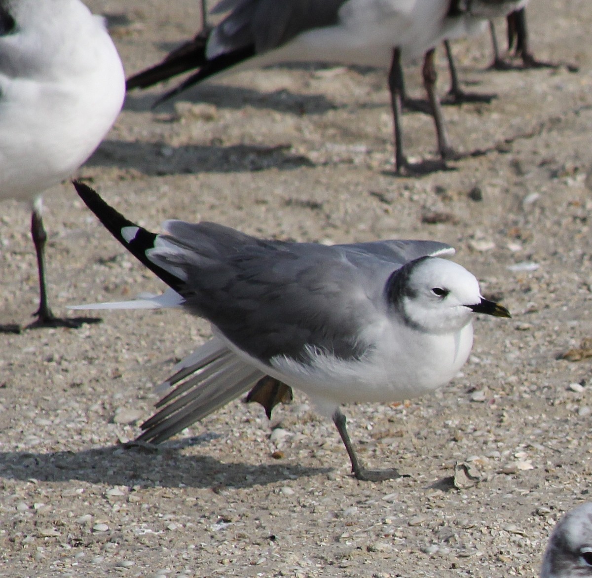 Sabine's Gull - ML645865377