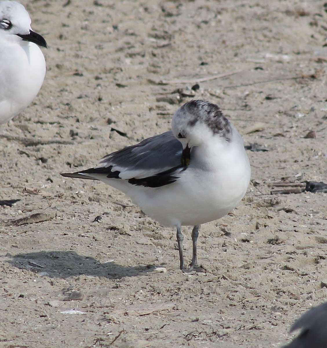 Sabine's Gull - ML645865378