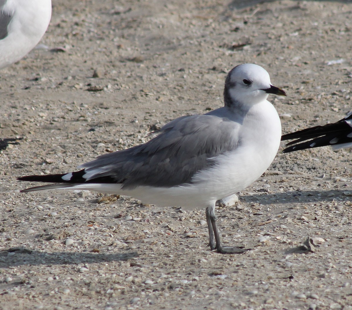Sabine's Gull - ML645865379