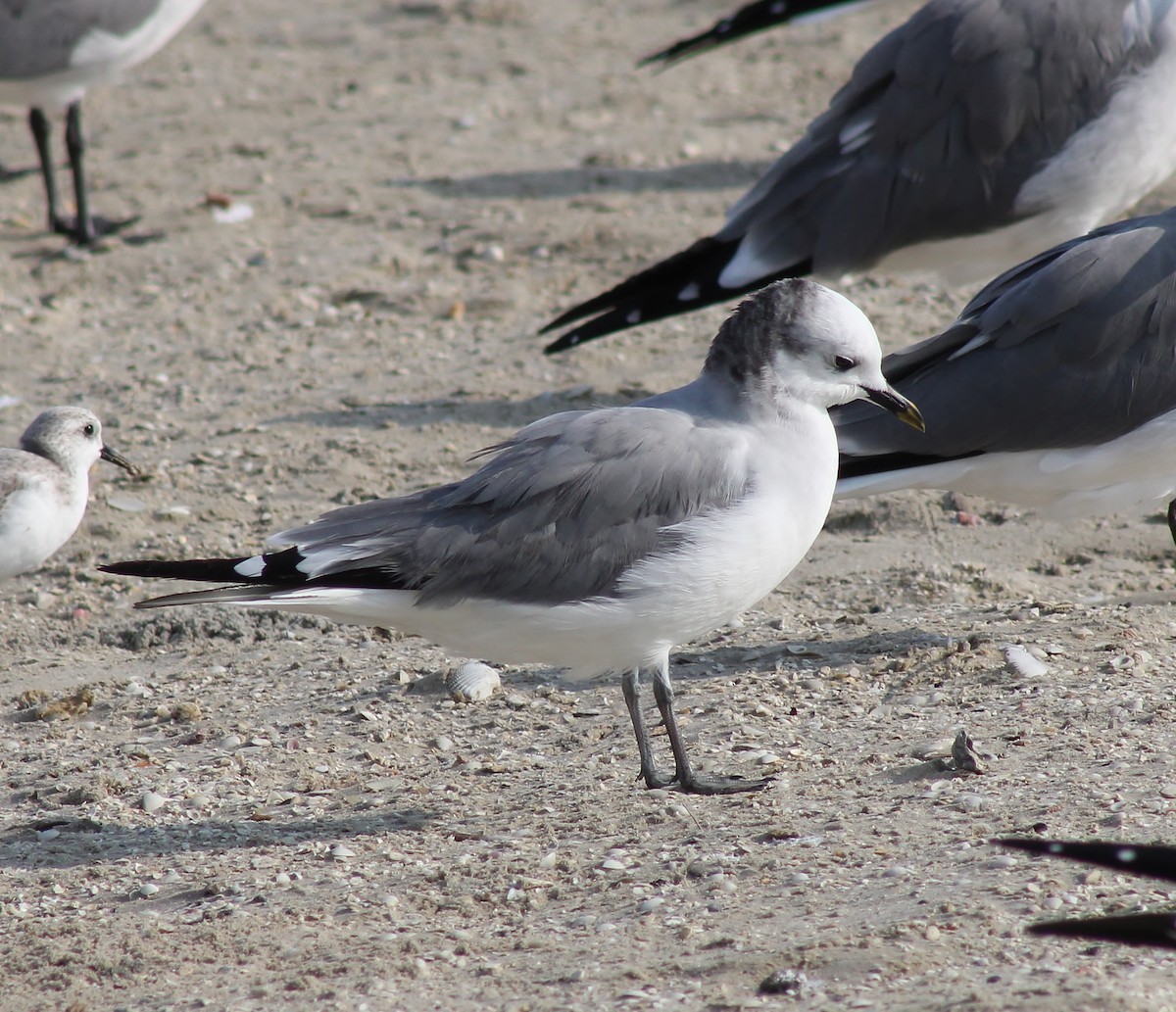 Sabine's Gull - ML645865380