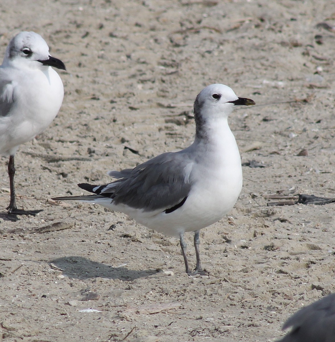 Sabine's Gull - ML645865381