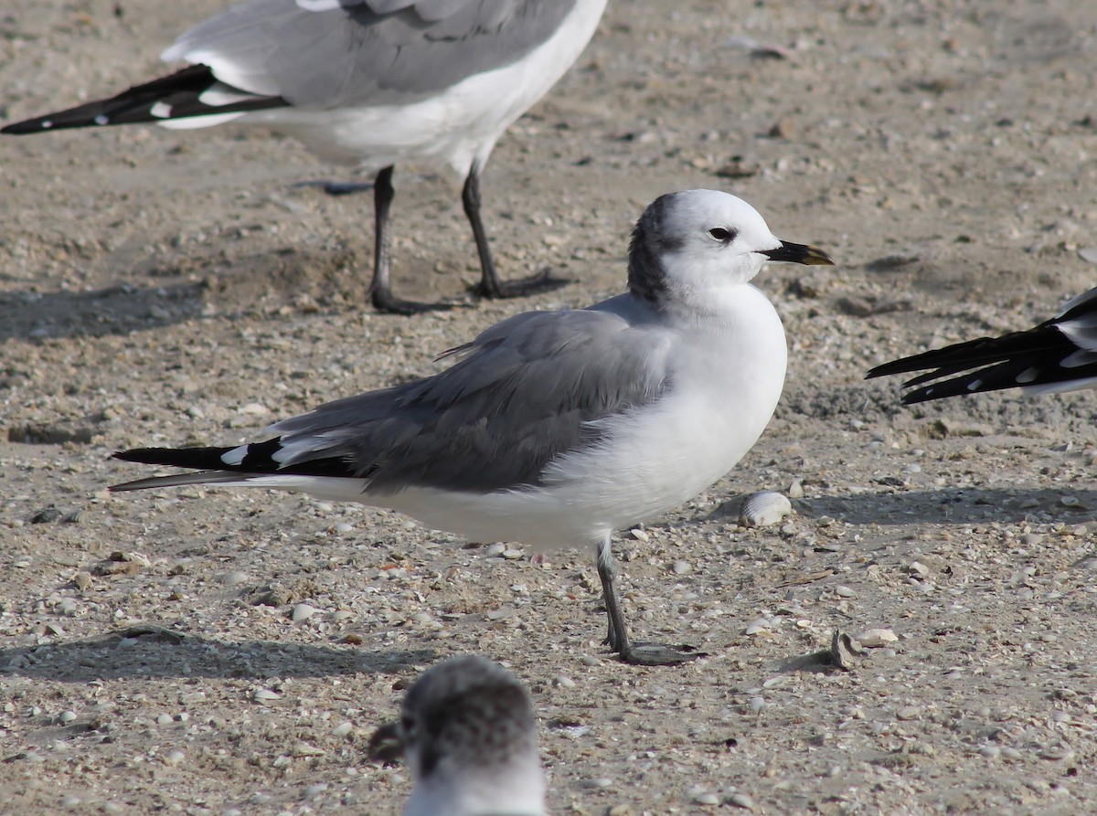Sabine's Gull - ML645865382