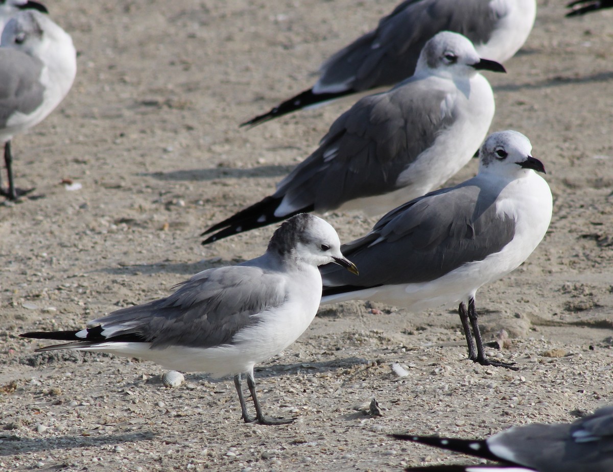 Sabine's Gull - ML645865383
