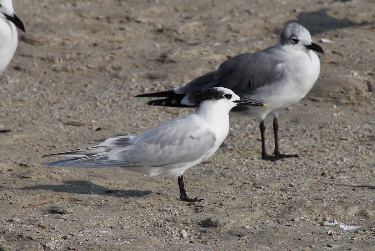 Sandwich Tern - ML645865384